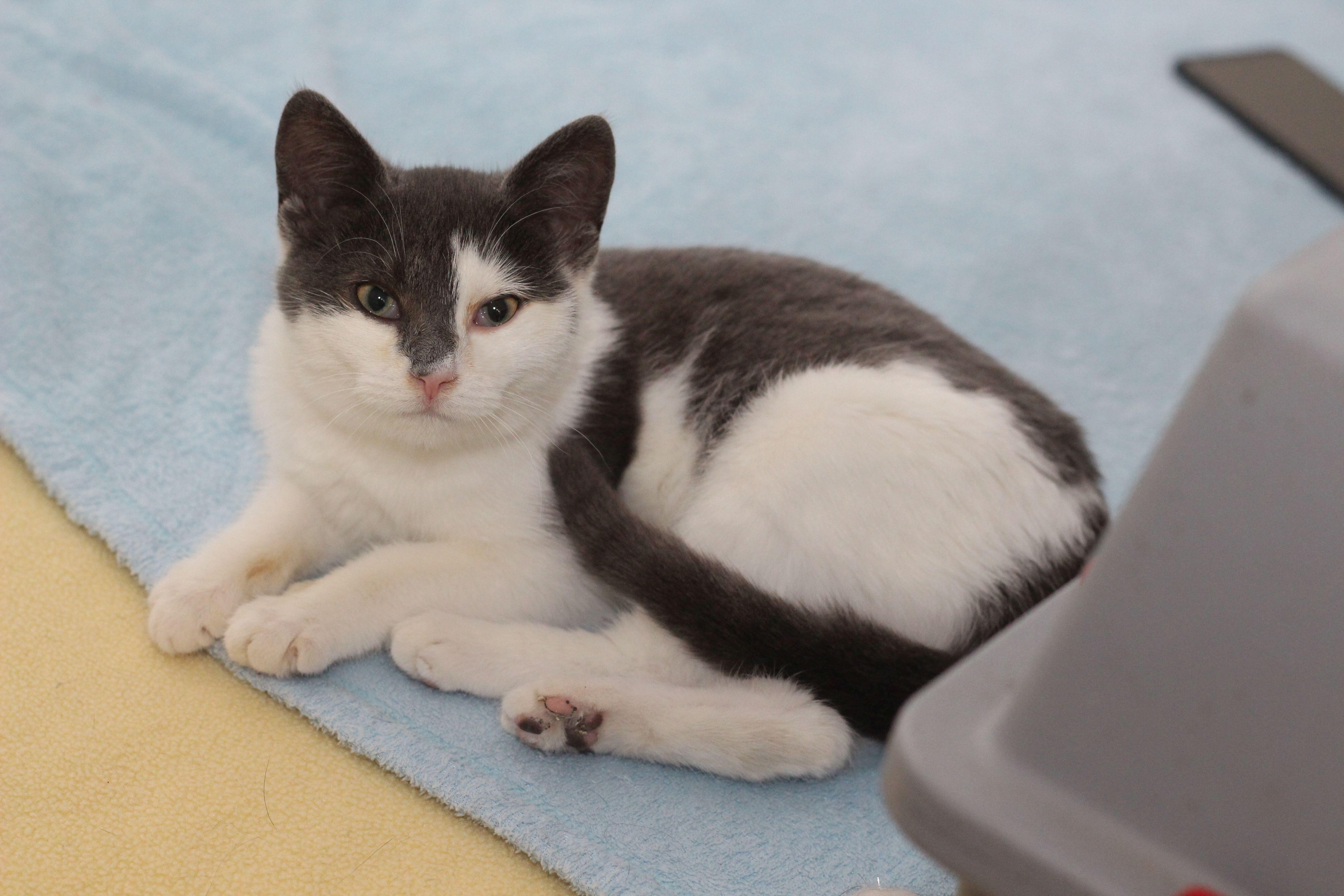 Enlarge Talya, a Adoptable Domestic Short Hair in Lethbridge, AB image 1/2