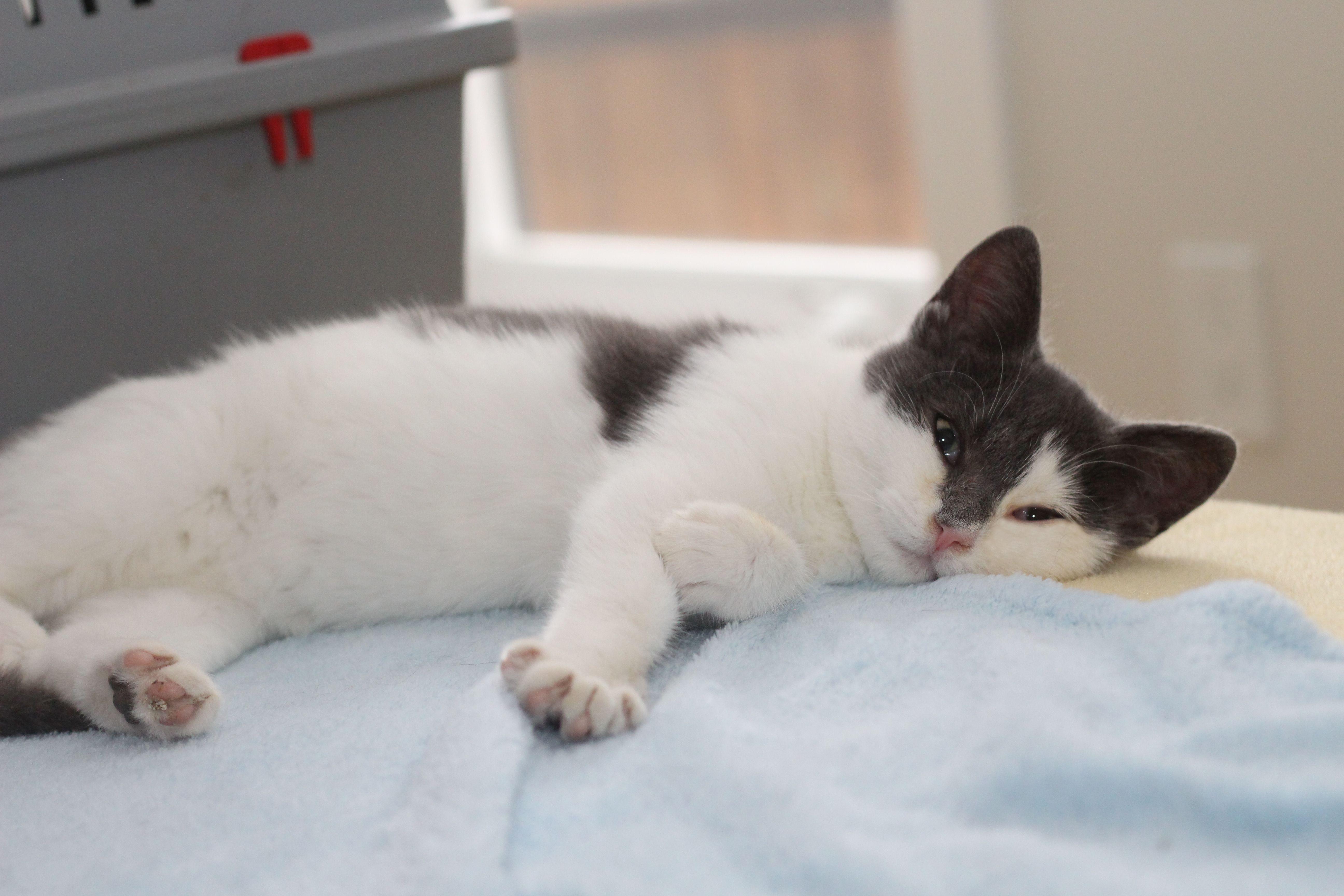 Enlarge Talya, a Adoptable Domestic Short Hair in Lethbridge, AB image 2/2