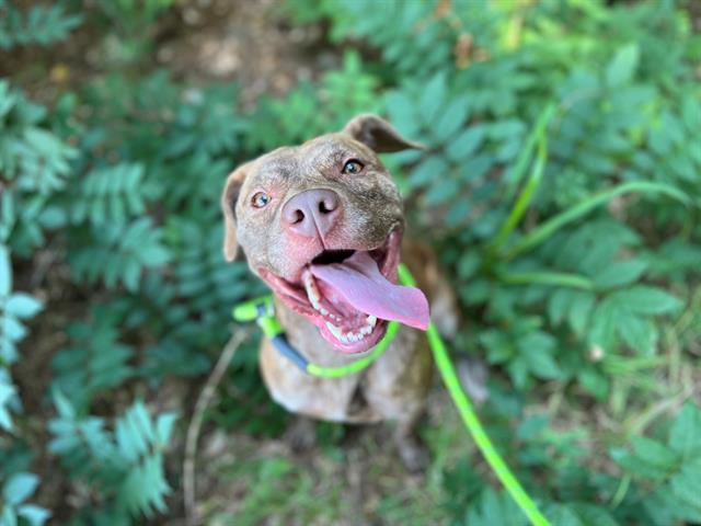 FLORA, Adoptable, Adult Female Pit Bull Terrier.