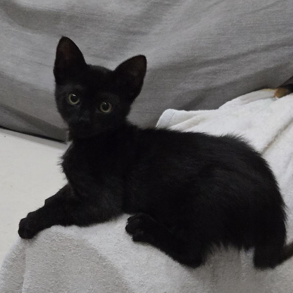 Starla, Adoptable, Kitten Female Domestic Short Hair.