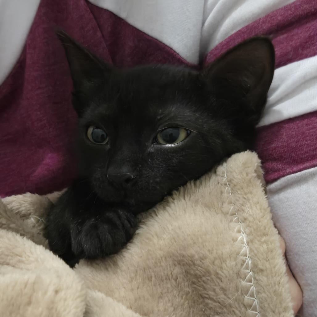 Starla, Adoptable, Kitten Female Domestic Short Hair.