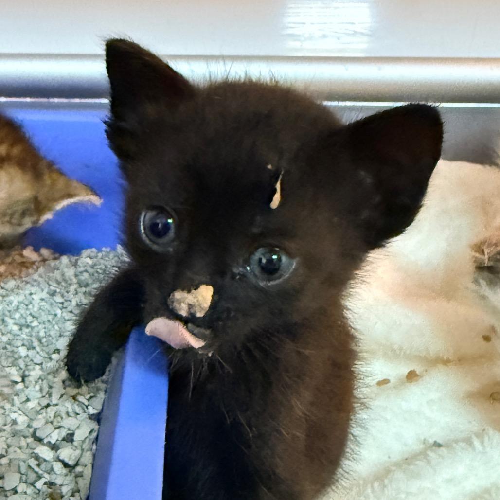 Starla, a Adoptable Domestic Short Hair in Jupiter, FL image 3/6