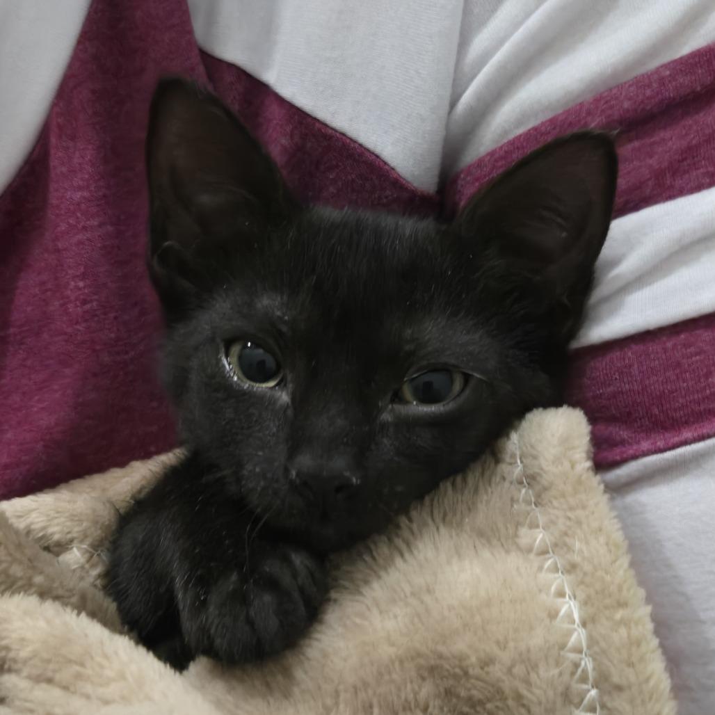 Starla, a Adoptable Domestic Short Hair in Jupiter, FL image 4/6