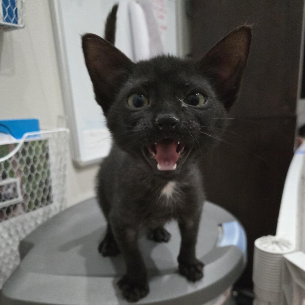 Enlarge Starla, a Adoptable Domestic Short Hair in Jupiter, FL image 4/6