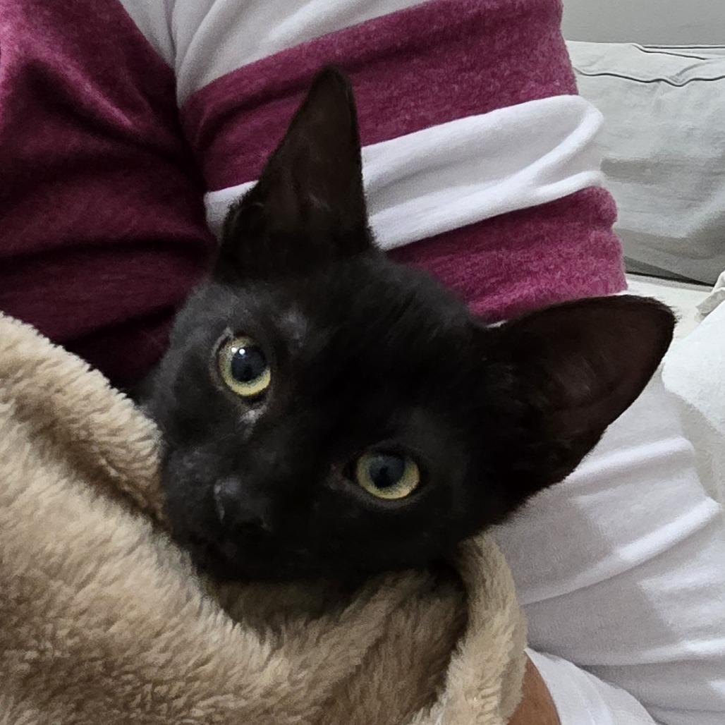 Starla, a Adoptable Domestic Short Hair in Jupiter, FL image 5/6