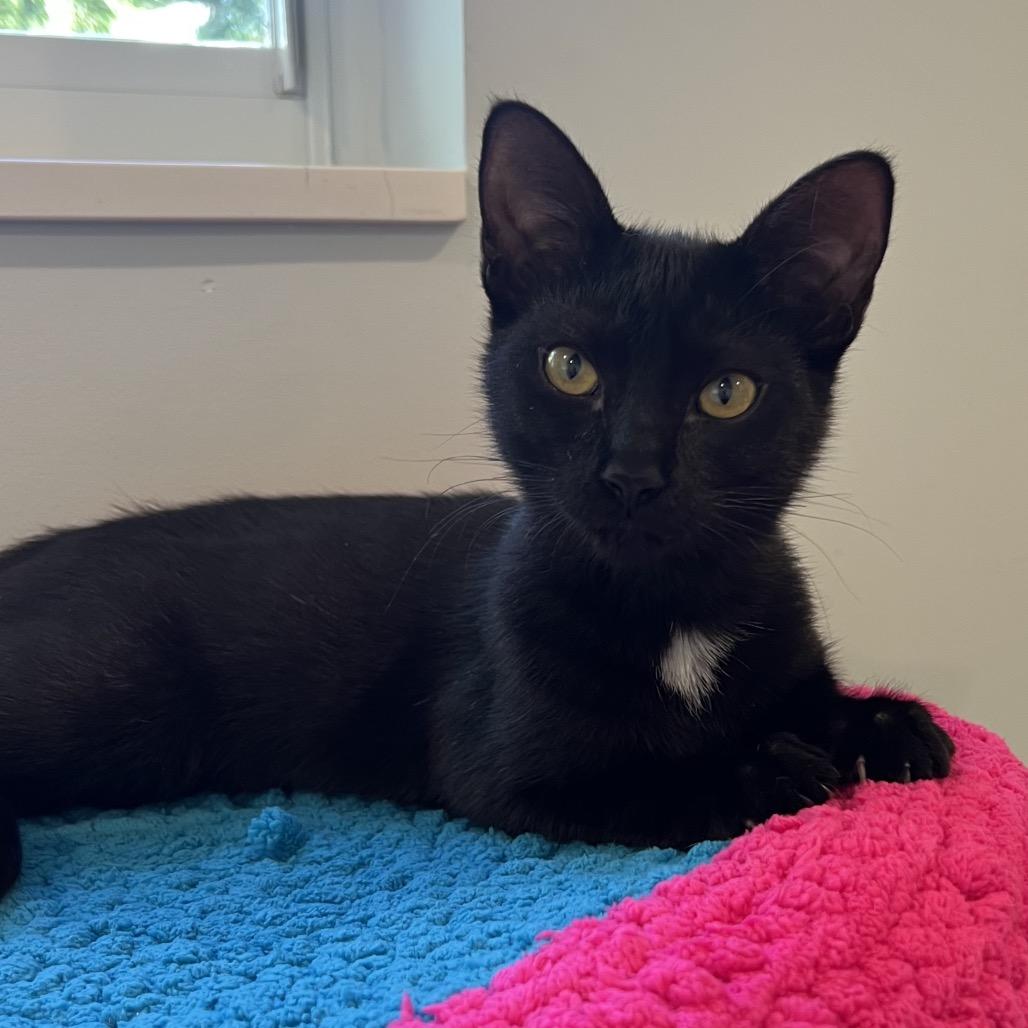 Enlarge Starla, a Adoptable Domestic Short Hair in Jupiter, FL image 5/6