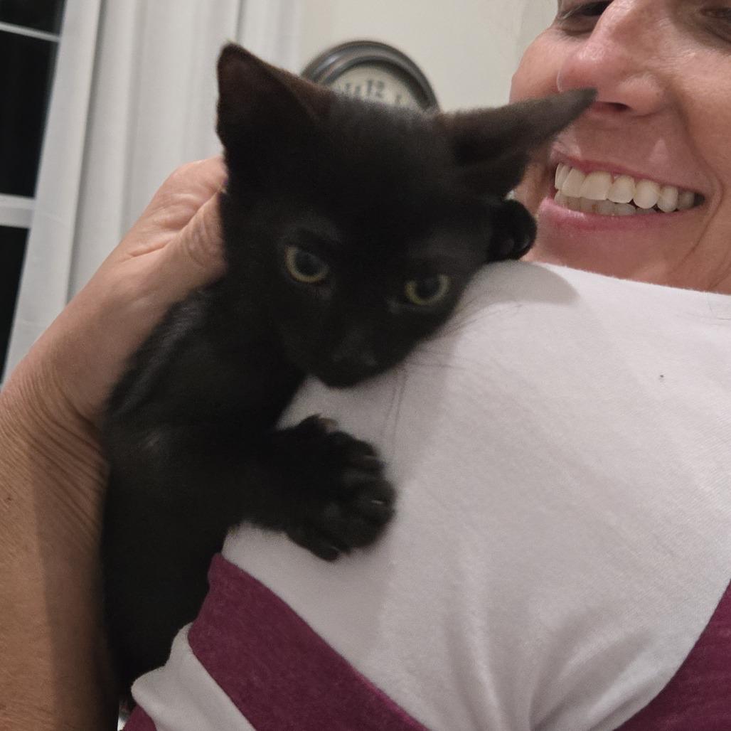 Enlarge Starla, a Adoptable Domestic Short Hair in Jupiter, FL image 6/6