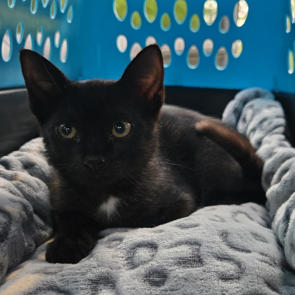 Starla, a Adoptable Domestic Short Hair in Jupiter, FL image 6/6