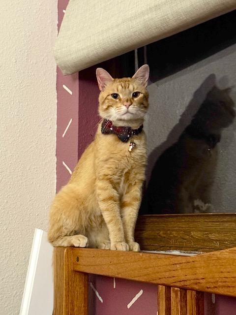 Fergus, Adoptable, Young Male Domestic Short Hair.