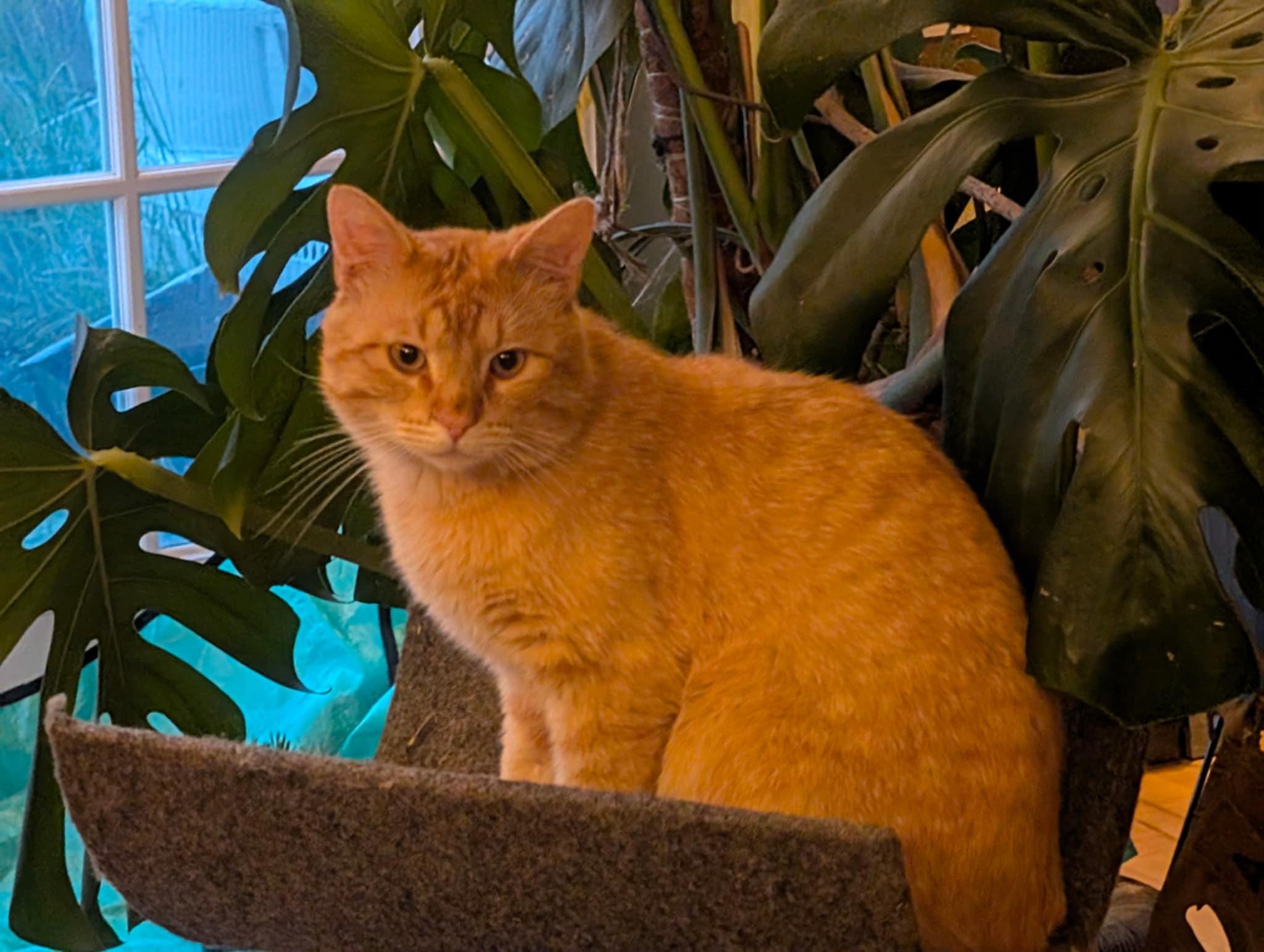 Enlarge Fergus, a Adoptable Domestic Short Hair in Colorado Springs, CO image 6/6