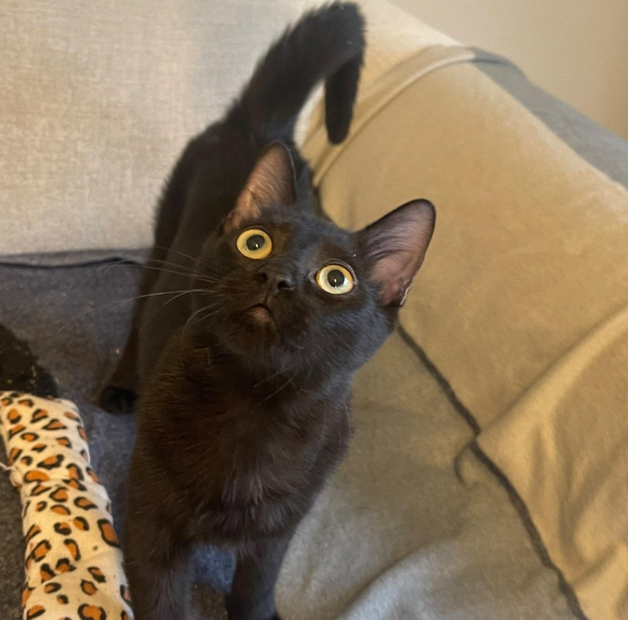 Sable #it-takes-a-village-litter