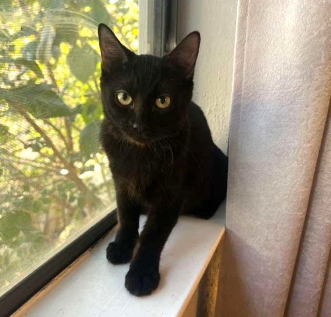 Sable #it-takes-a-village-litter