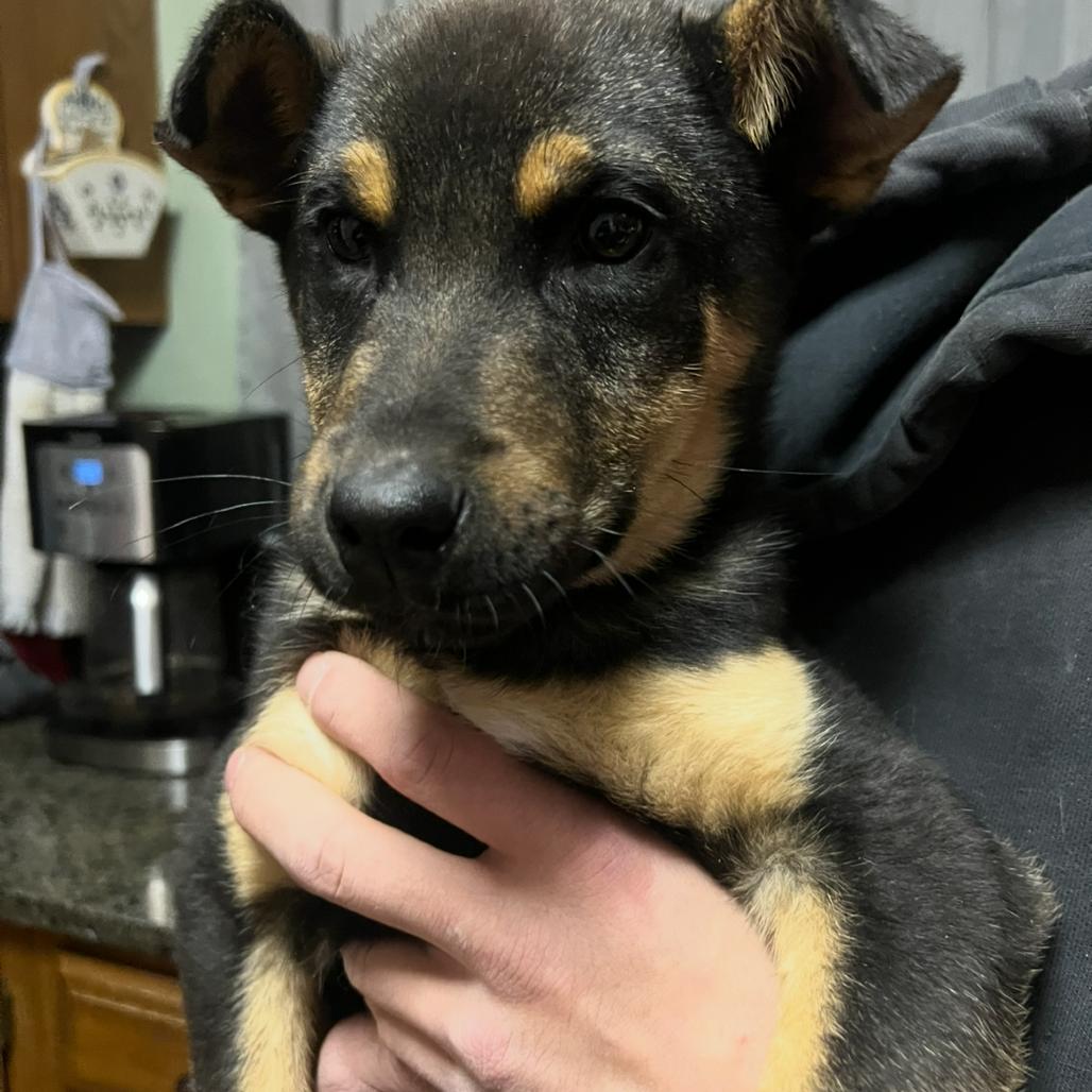 Wilder, a Adoptable Mixed Breed in Buffalo, MN image 1/6