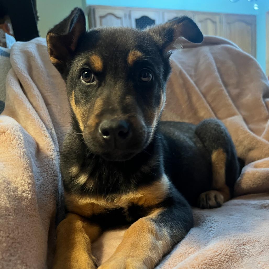 Wilder, a Adoptable Mixed Breed in Buffalo, MN image 2/6