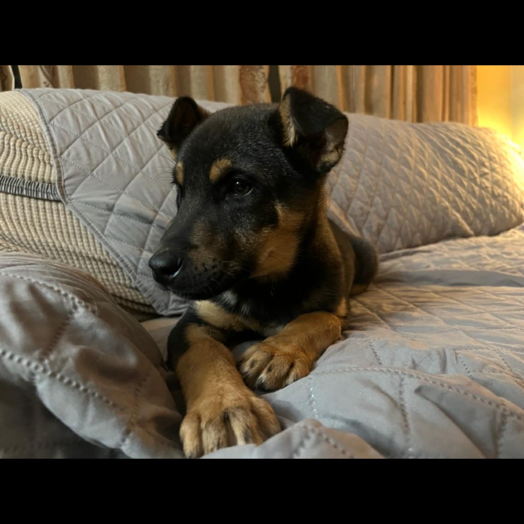 Wilder, a Adoptable Mixed Breed in Buffalo, MN image 3/6