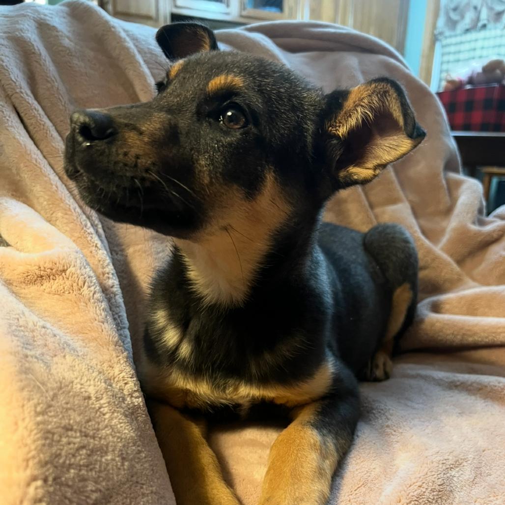 Wilder, a Adoptable Mixed Breed in Buffalo, MN image 4/6