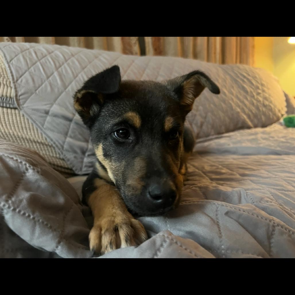 Wilder, a Adoptable Mixed Breed in Buffalo, MN image 5/6