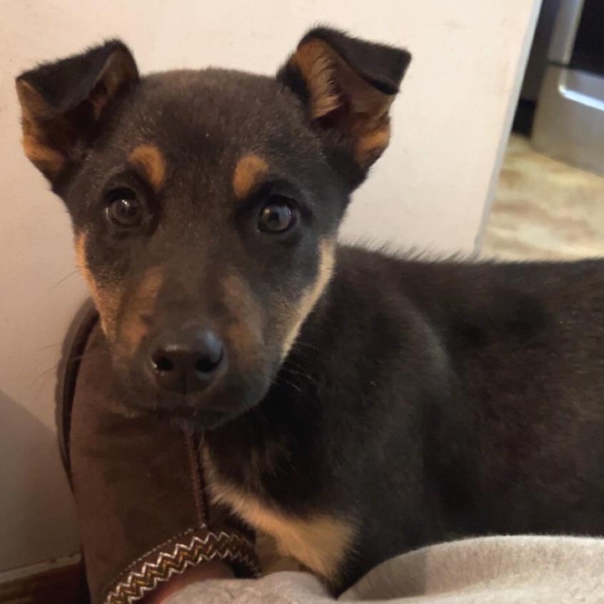 Wilder, a Adoptable Mixed Breed in Buffalo, MN image 6/6