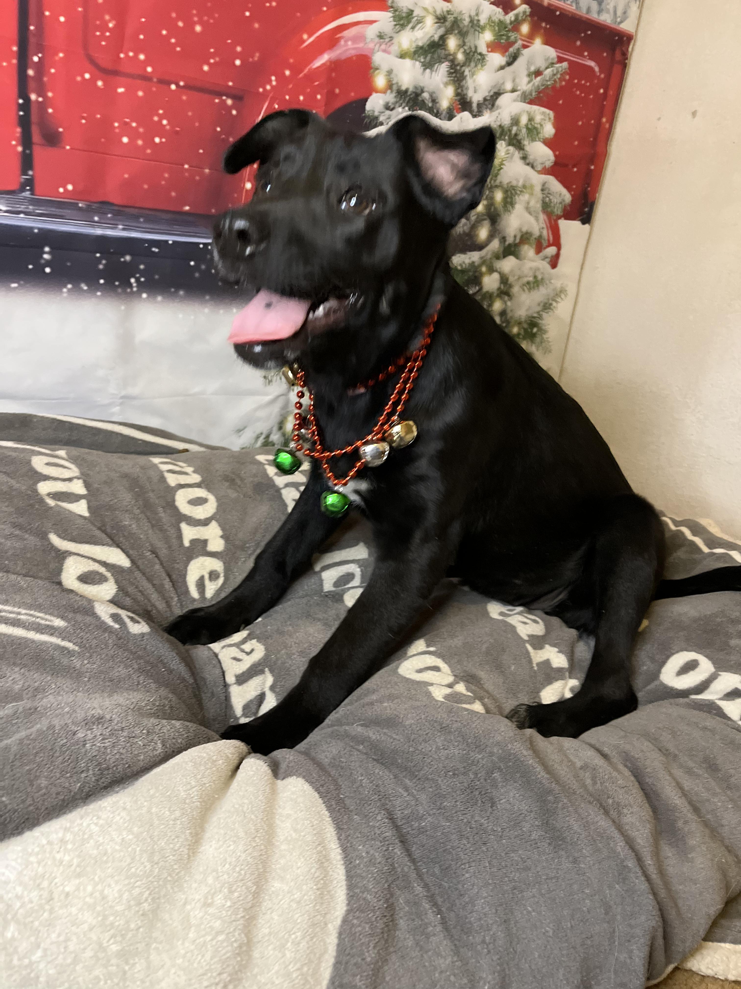 Ivy, Adoptable, Puppy Female Black Labrador Retriever.