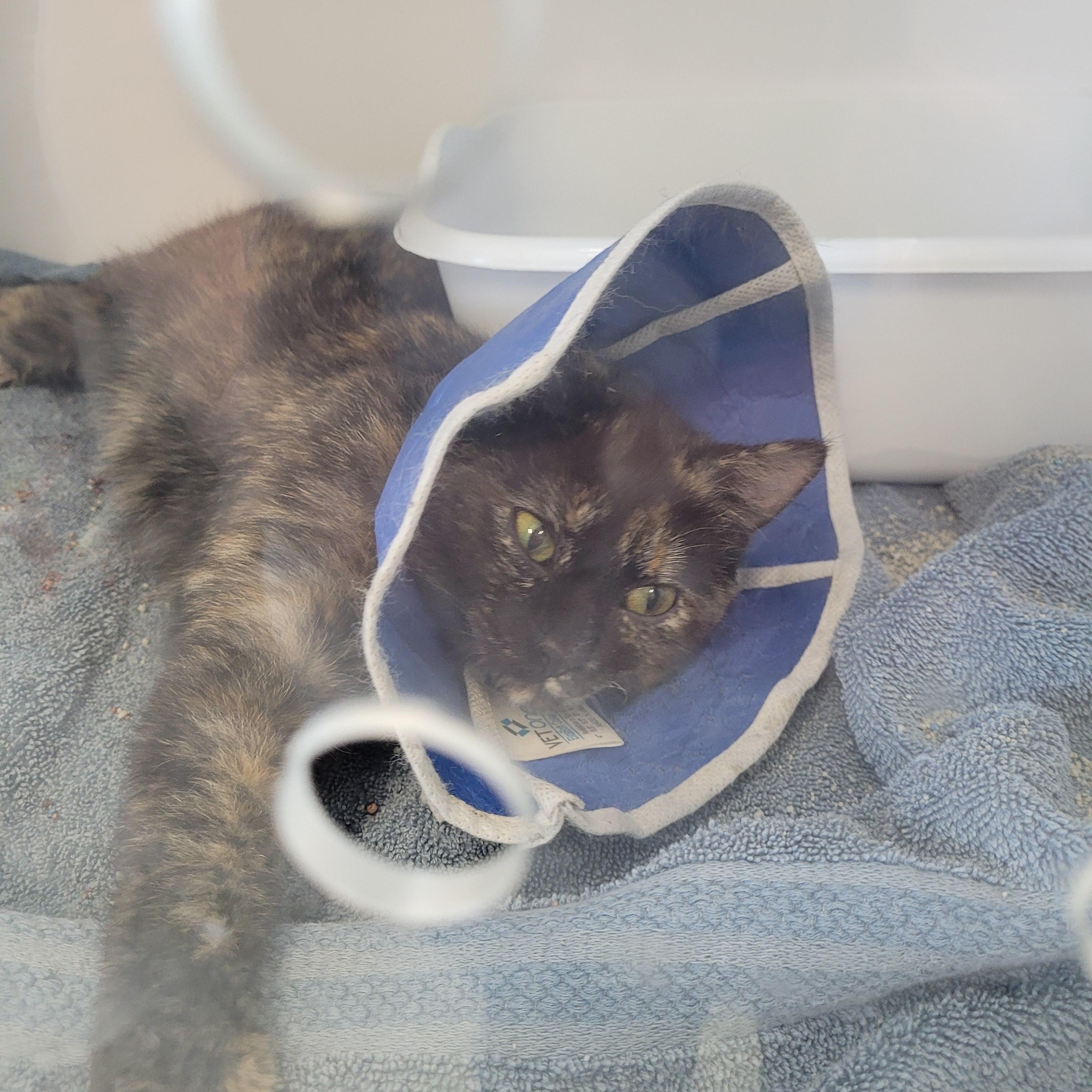 Mack, Adoptable, Young Female Tortoiseshell.