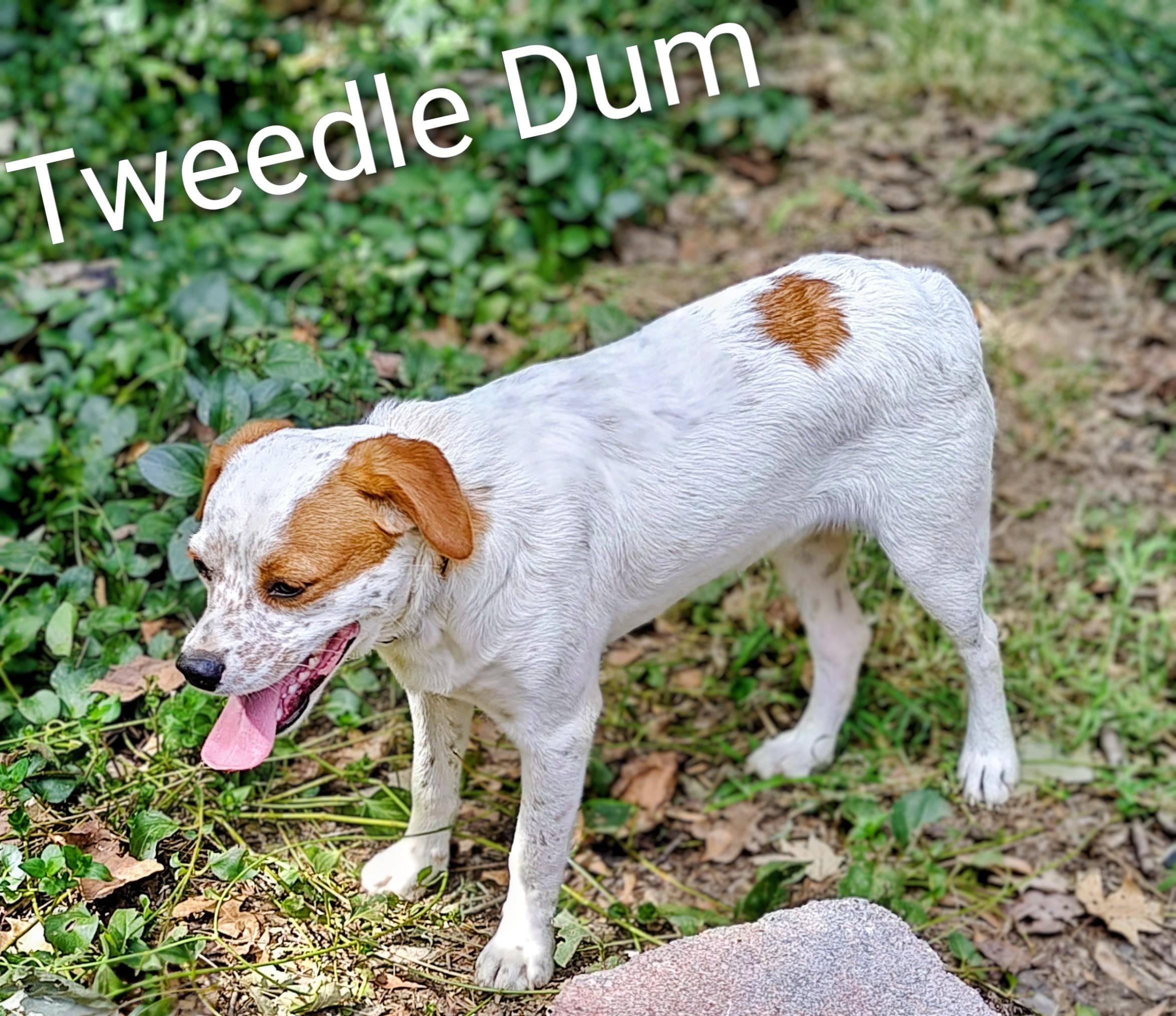 Tweedle Dum thumbnail 2