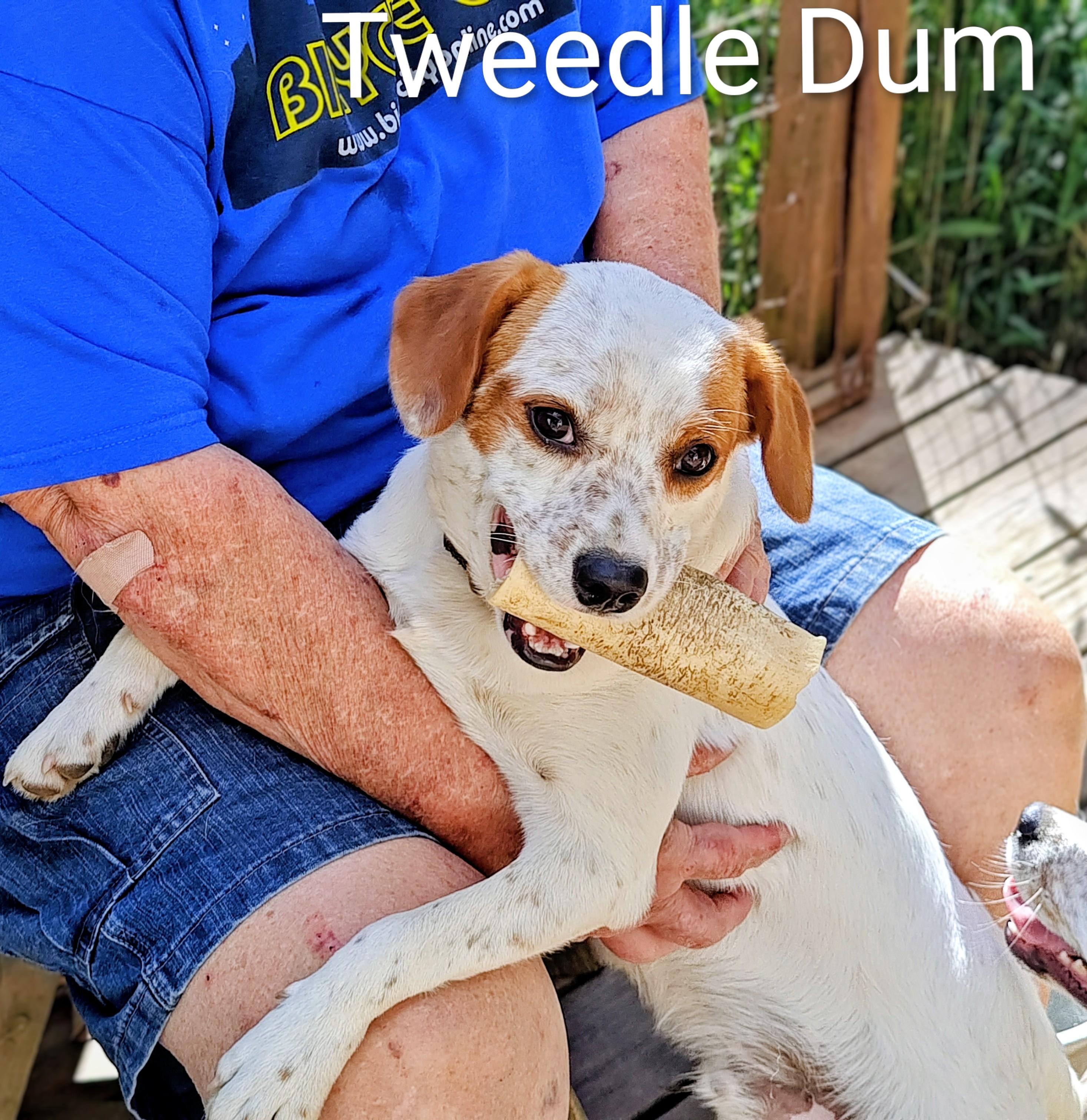 Tweedle Dum, Adoptable, Young Male Spaniel & Terrier.