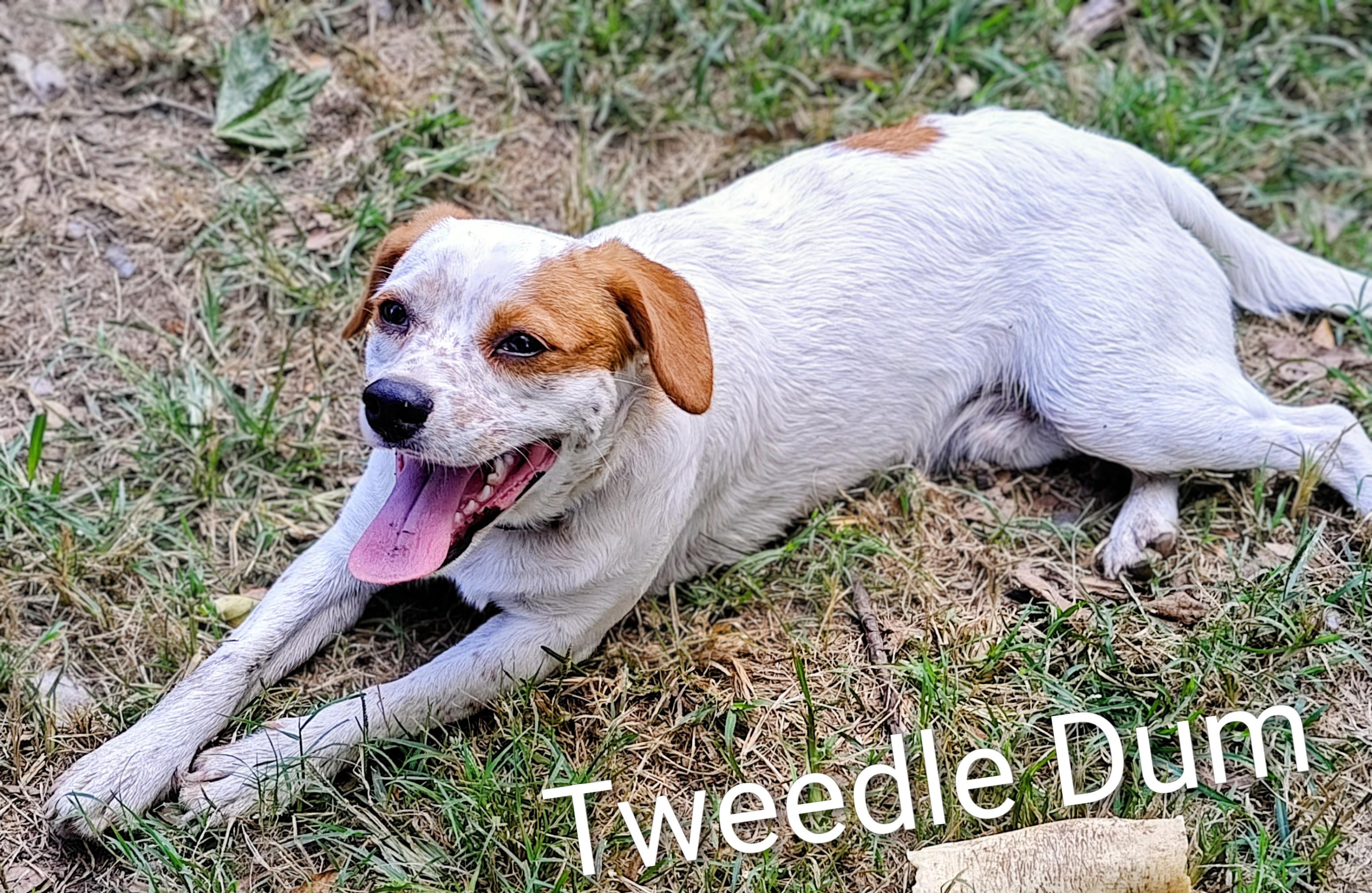 Tweedle Dum thumbnail 4