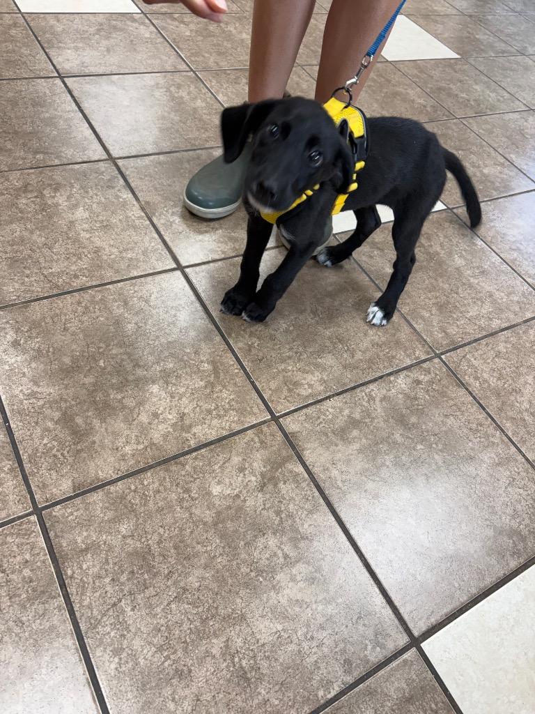 Maxi, Adoptable, Puppy Female Terrier.