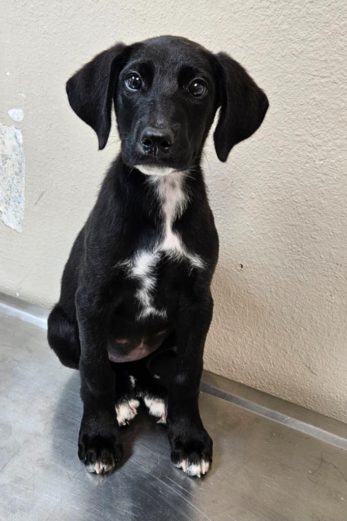 Maxi, a Adoptable mixed breed in Mocksville, NC image 2/2