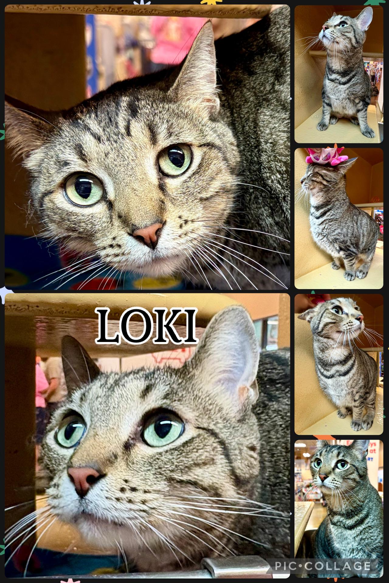LOKI, ADOPTABLE, Adult Male Tabby.