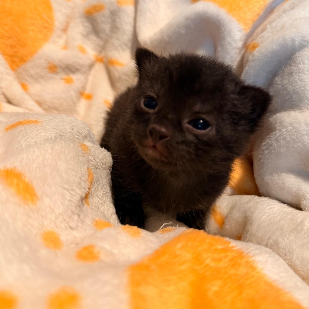 Fox Trot, Adoptable, Kitten Male Domestic Short Hair.