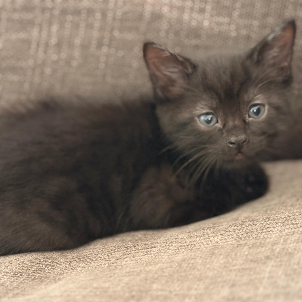 Enlarge Fox Trot, a Adoptable Domestic Short Hair in Austin, TX image 2/3