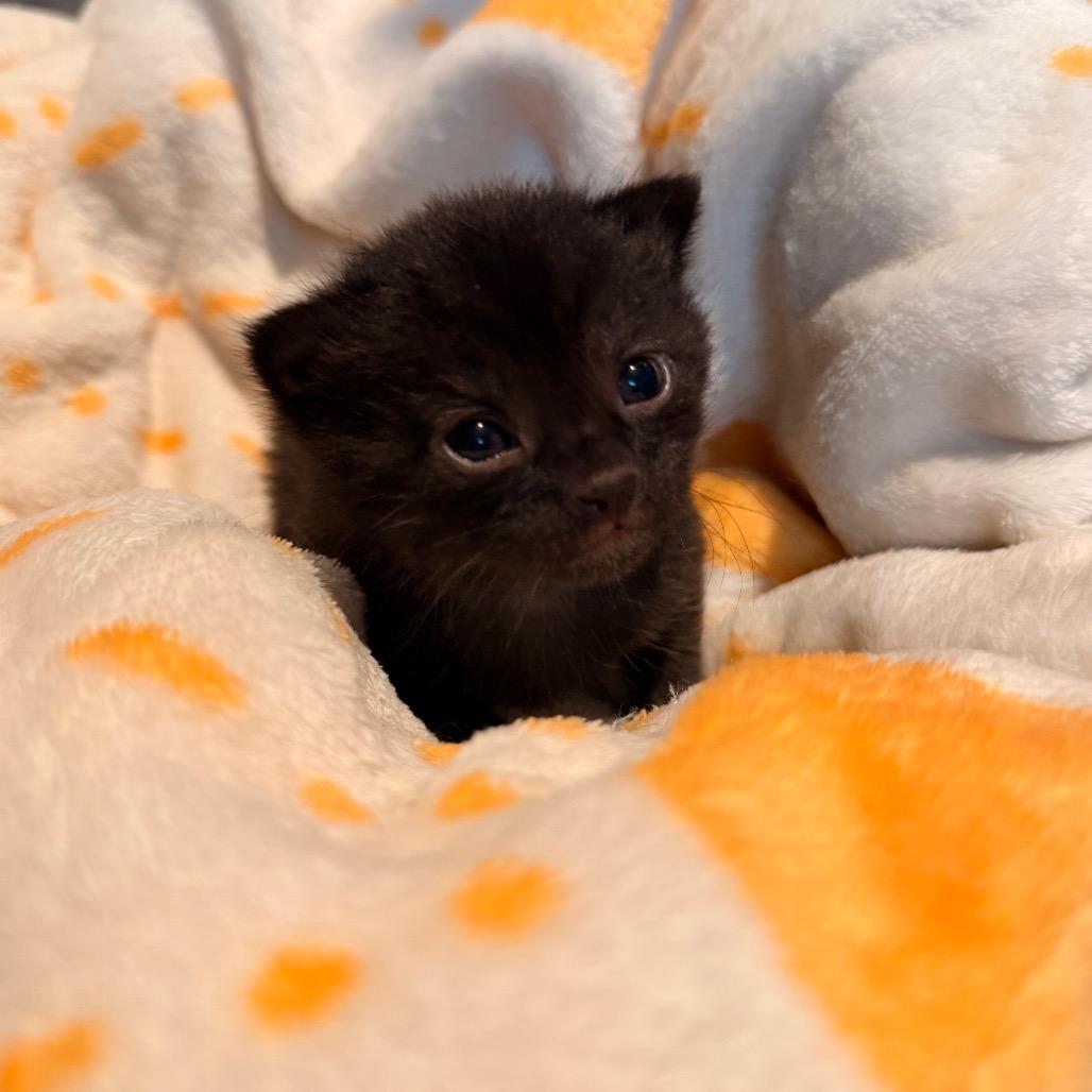 Enlarge Fox Trot, a Adoptable Domestic Short Hair in Austin, TX image 3/3