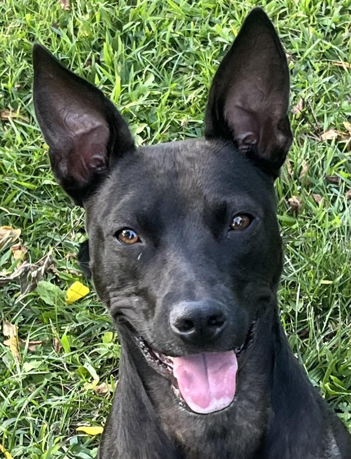 Enlarge Coco, a Adoptable mixed breed in Horseheads, NY image 1/6