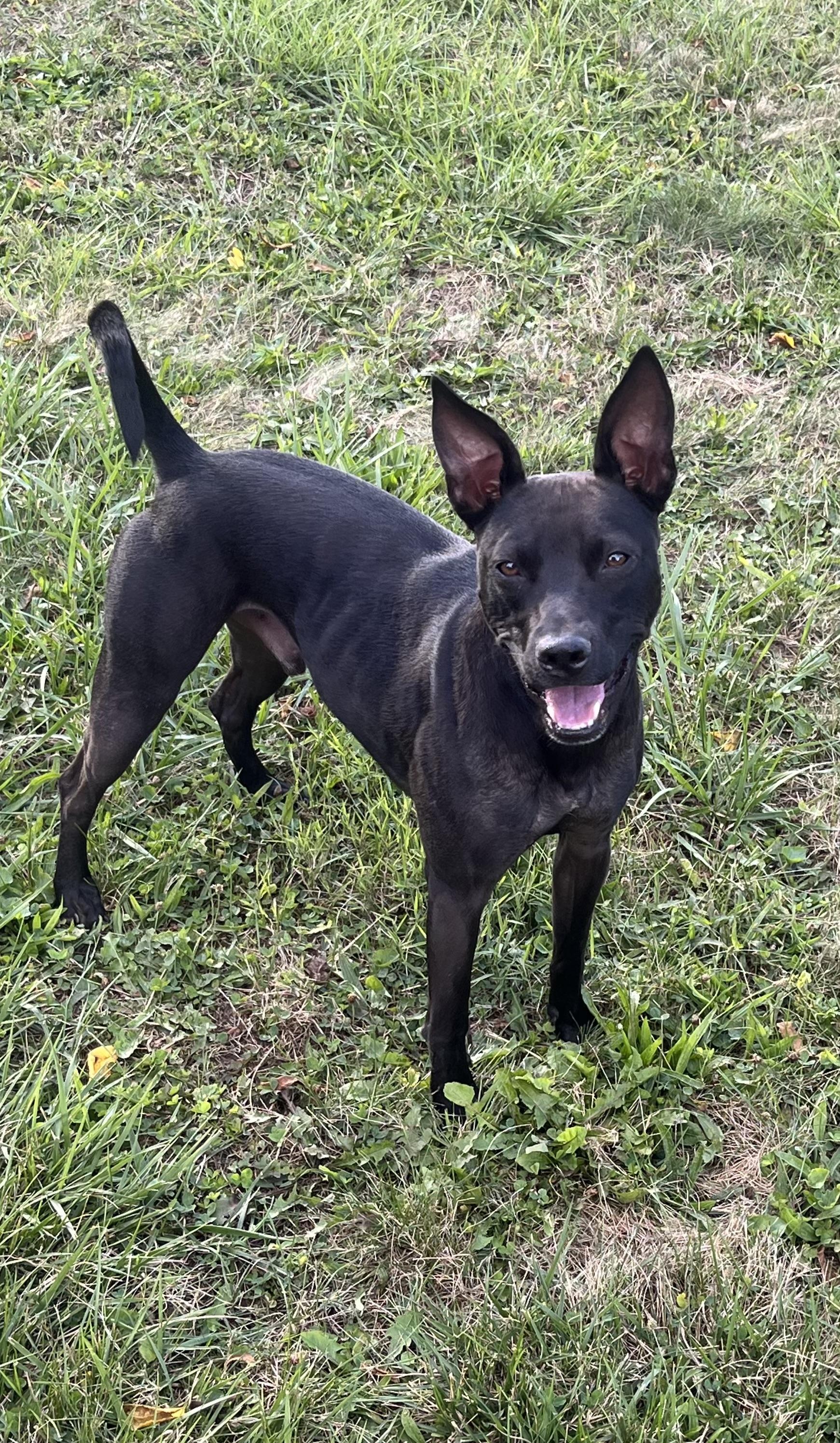 Enlarge Coco, a Adoptable mixed breed in Horseheads, NY image 6/6