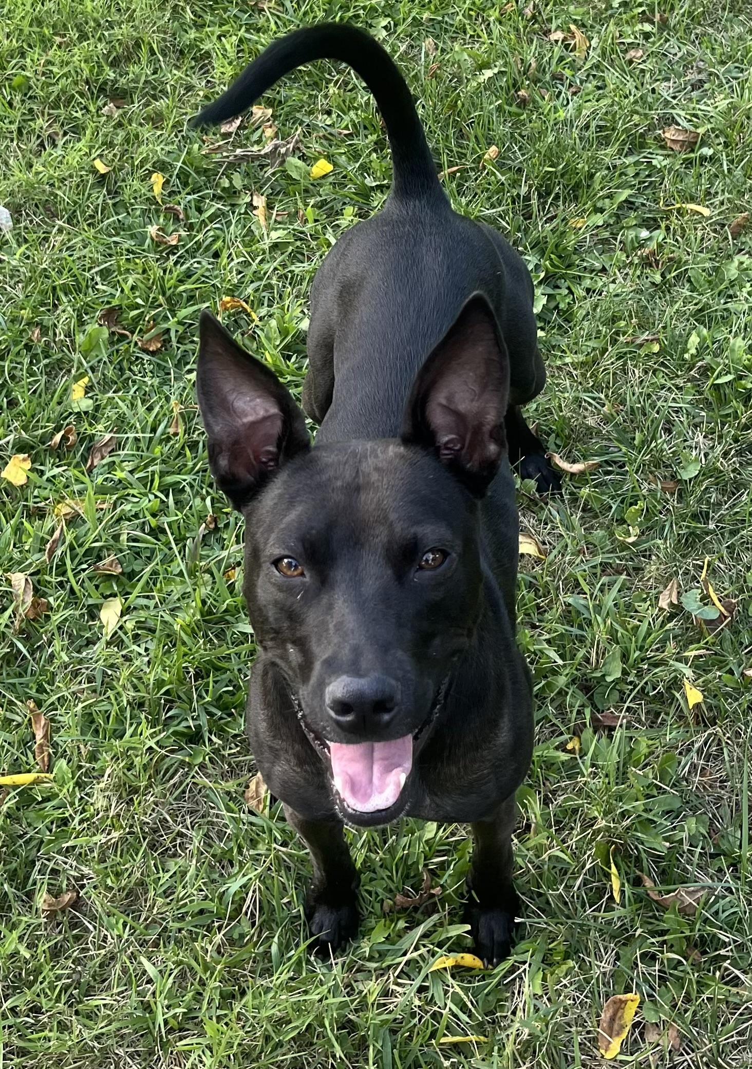 Enlarge Coco, a Adoptable mixed breed in Horseheads, NY image 2/6