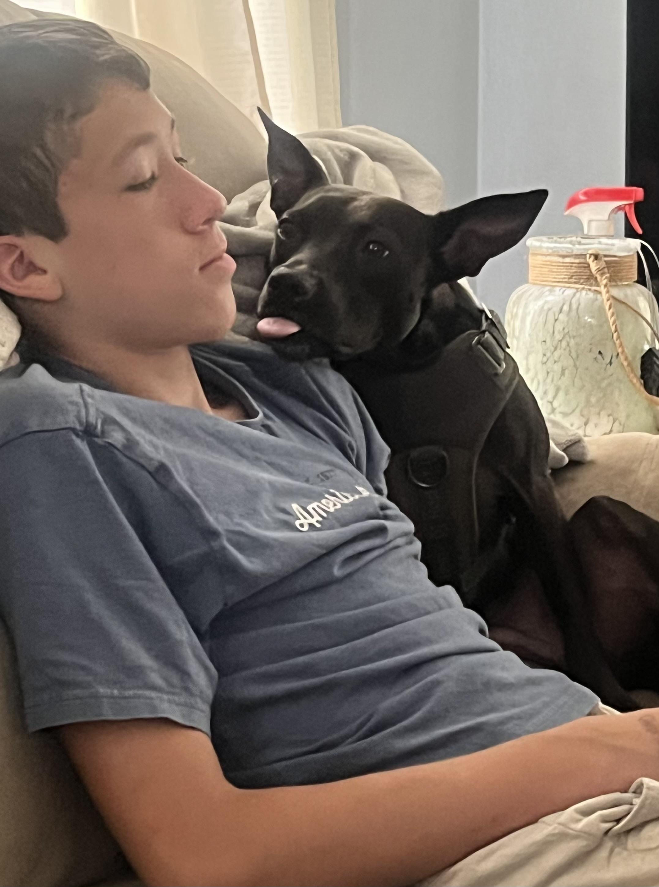 Enlarge Coco, a Adoptable mixed breed in Horseheads, NY image 5/6