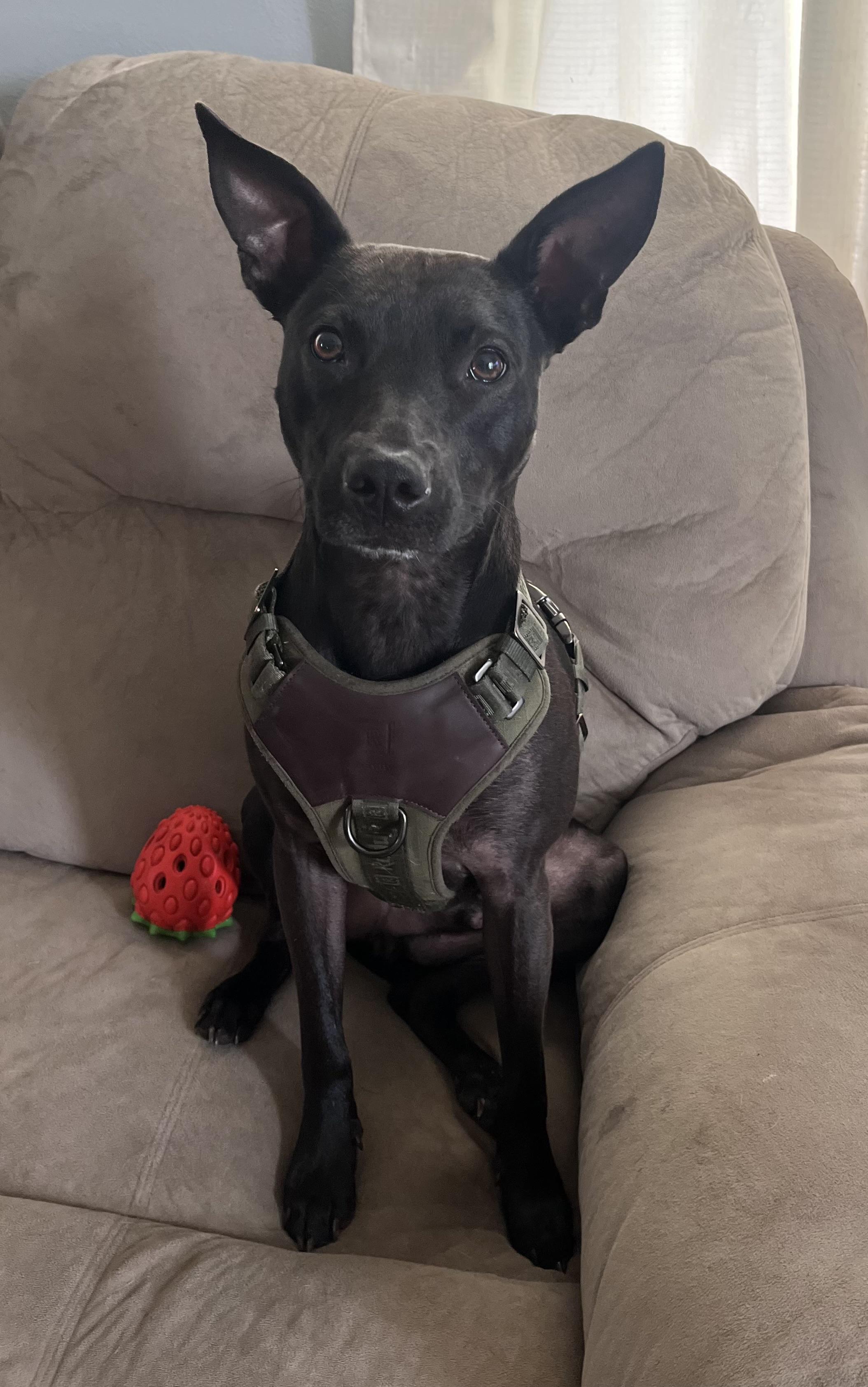 Enlarge Coco, a Adoptable mixed breed in Horseheads, NY image 4/6