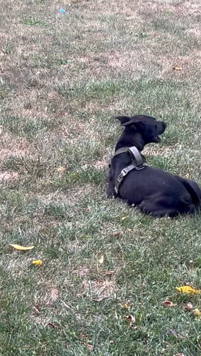 Enlarge Coco, a Adoptable mixed breed in Horseheads, NY video 3/6