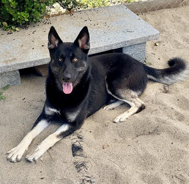 BECK, Adoptable, Young Male German Shepherd Dog.