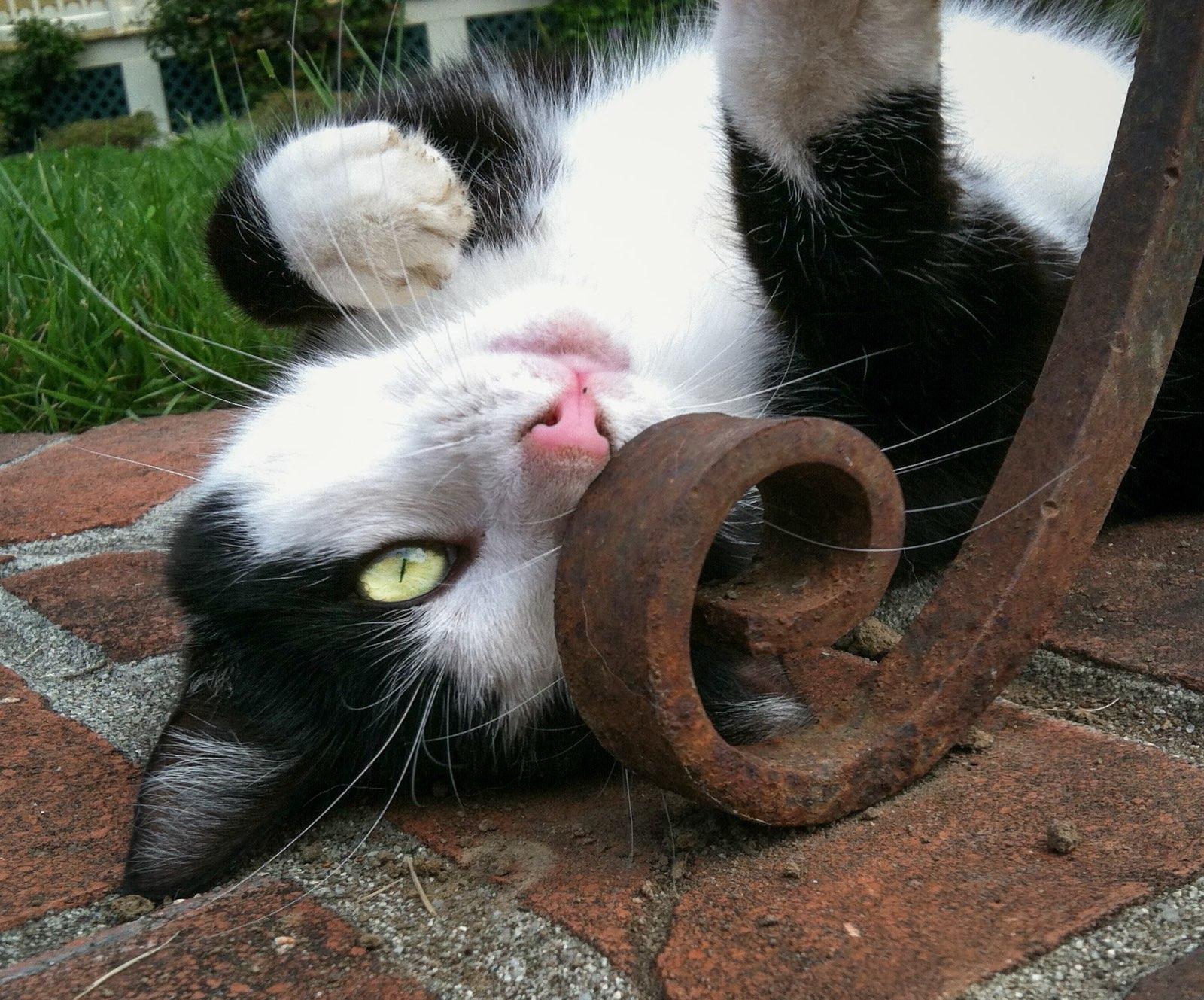 Enlarge Blaze, a ADOPTABLE Domestic Short Hair in Santa Rosa, CA image 1/2