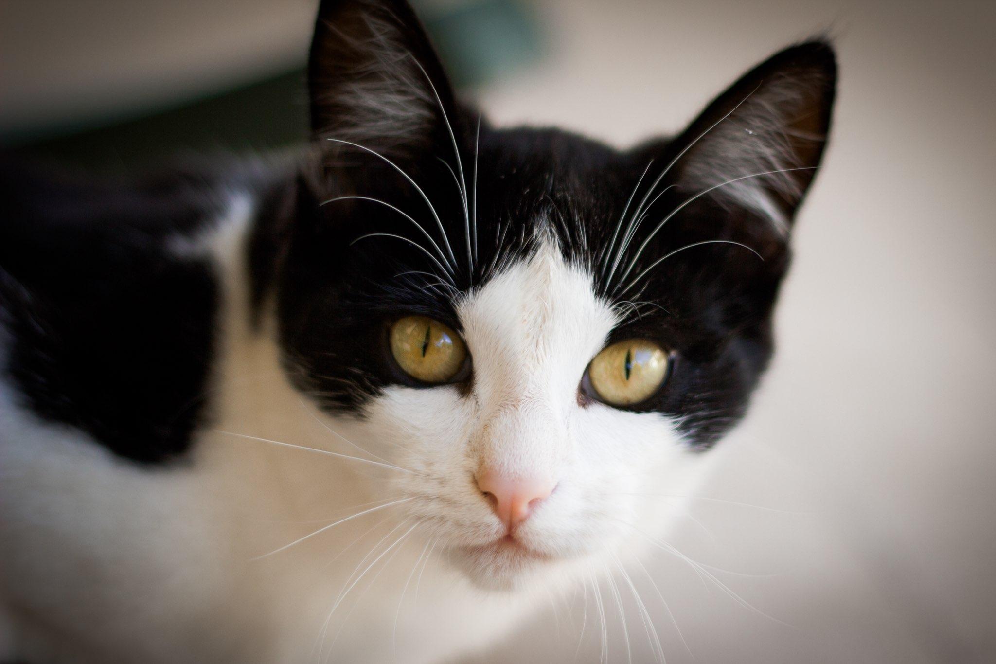 Enlarge Blaze, a ADOPTABLE Domestic Short Hair in Santa Rosa, CA image 2/2