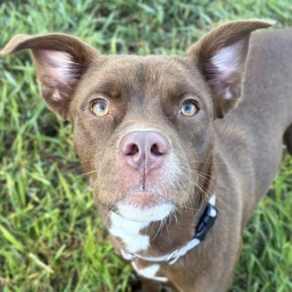 Enlarge Manda - Name Your Own Adoption Fee, a Adoptable mixed breed in Jefferson, WI image 1/4