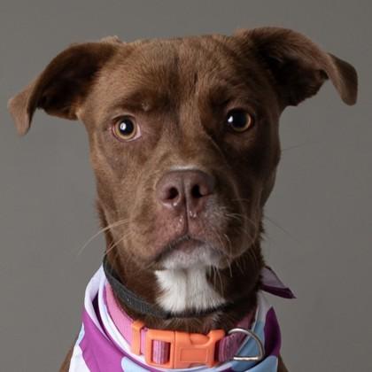 Enlarge Manda - Name Your Own Adoption Fee, a Adoptable mixed breed in Jefferson, WI image 2/4
