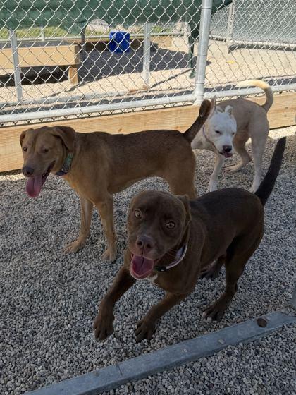 Enlarge Manda - Name Your Own Adoption Fee, a Adoptable mixed breed in Jefferson, WI image 4/4