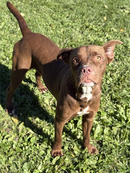 Enlarge Manda - Name Your Own Adoption Fee, a Adoptable mixed breed in Jefferson, WI image 3/4