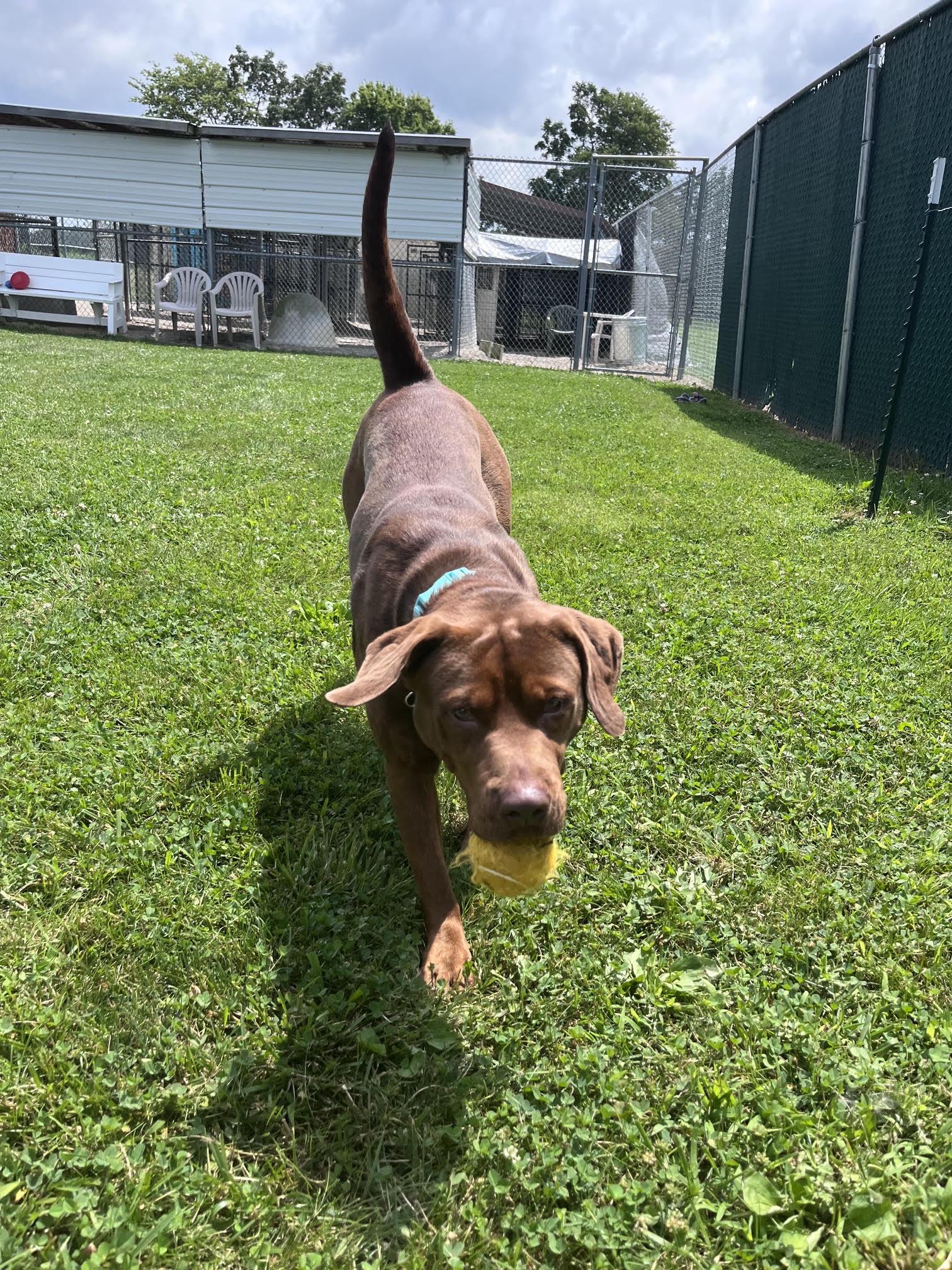 Enlarge Annika, a Adoptable mixed breed in West Jefferson, OH image 2/3