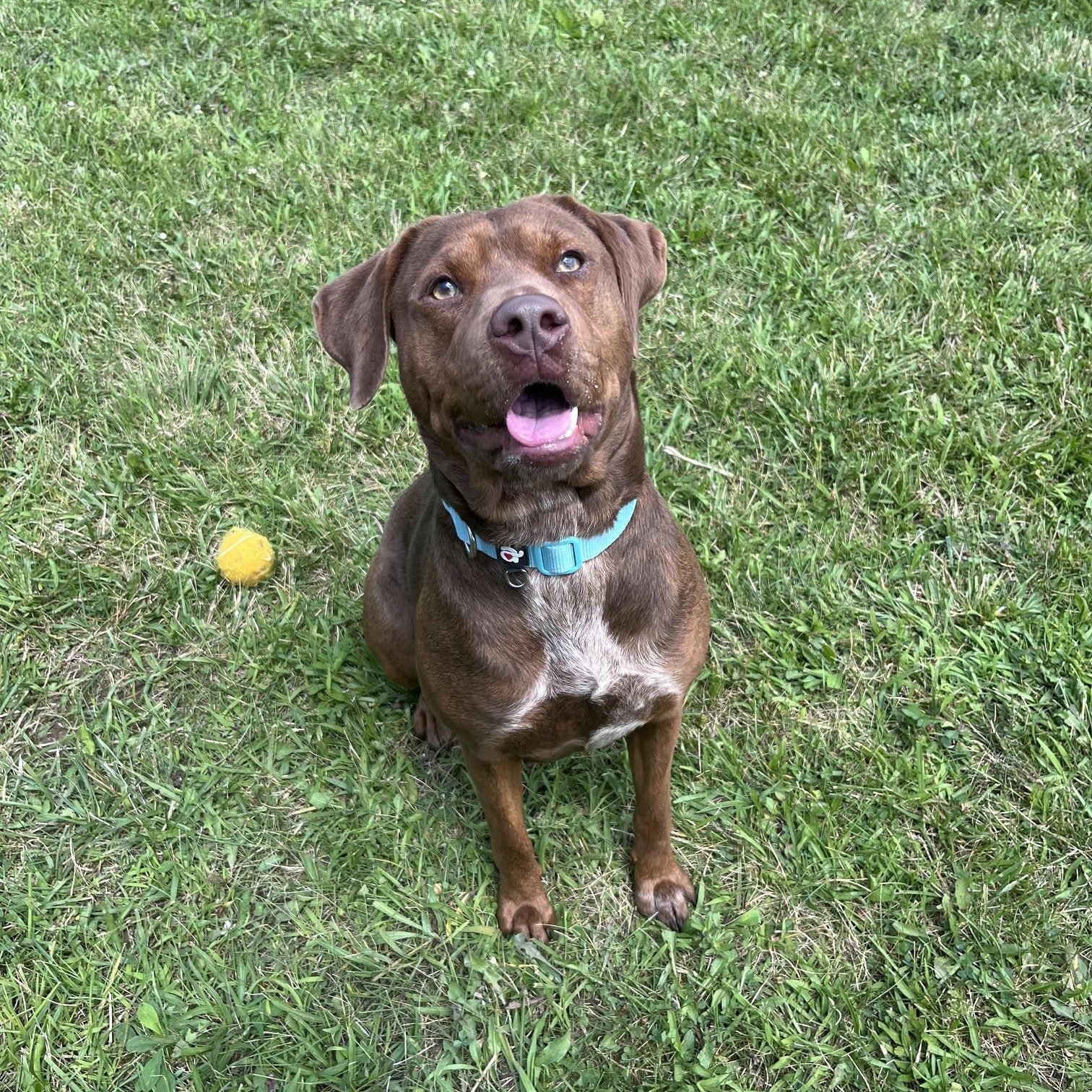 Enlarge Annika, a Adoptable mixed breed in West Jefferson, OH image 1/3
