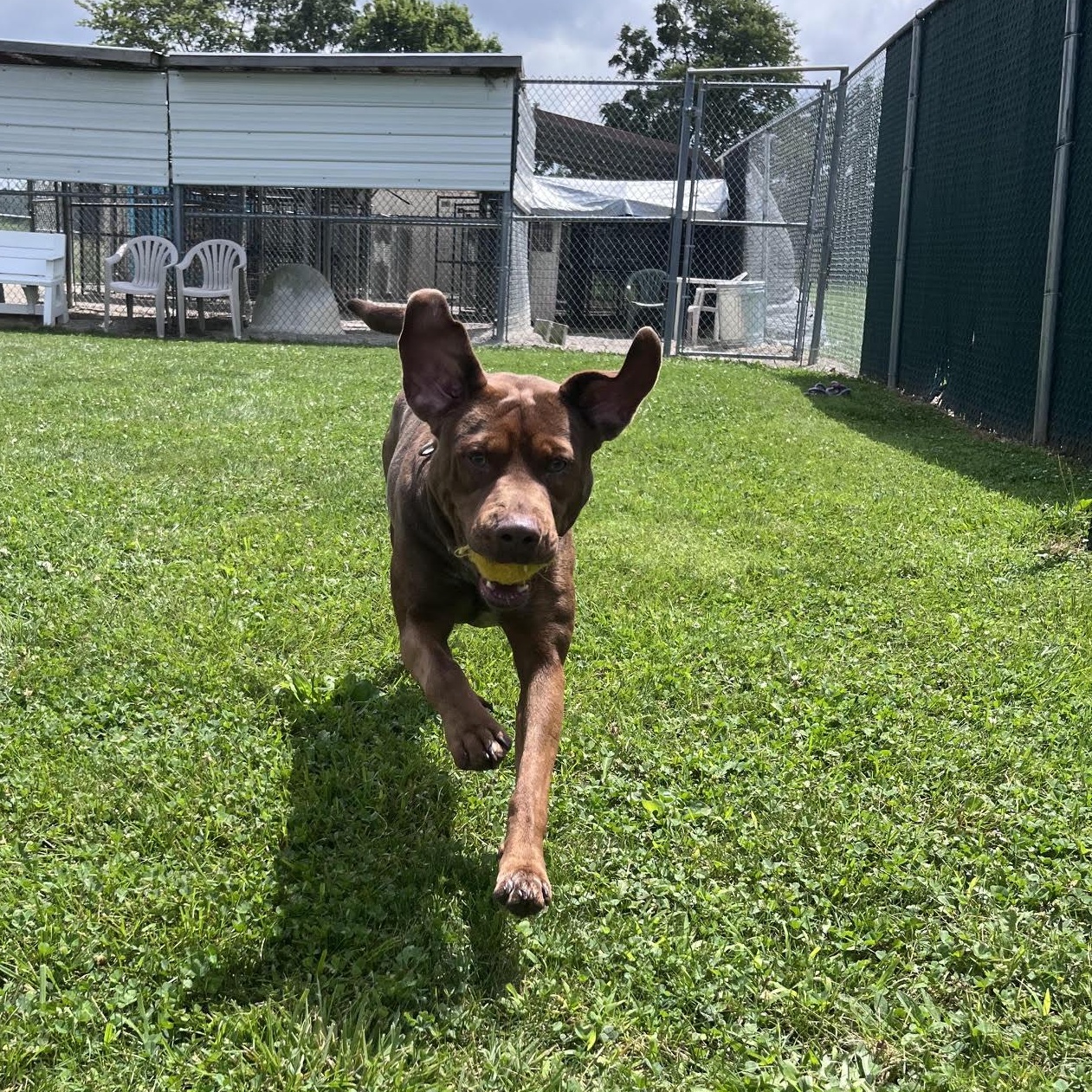 Enlarge Annika, a Adoptable mixed breed in West Jefferson, OH image 3/3