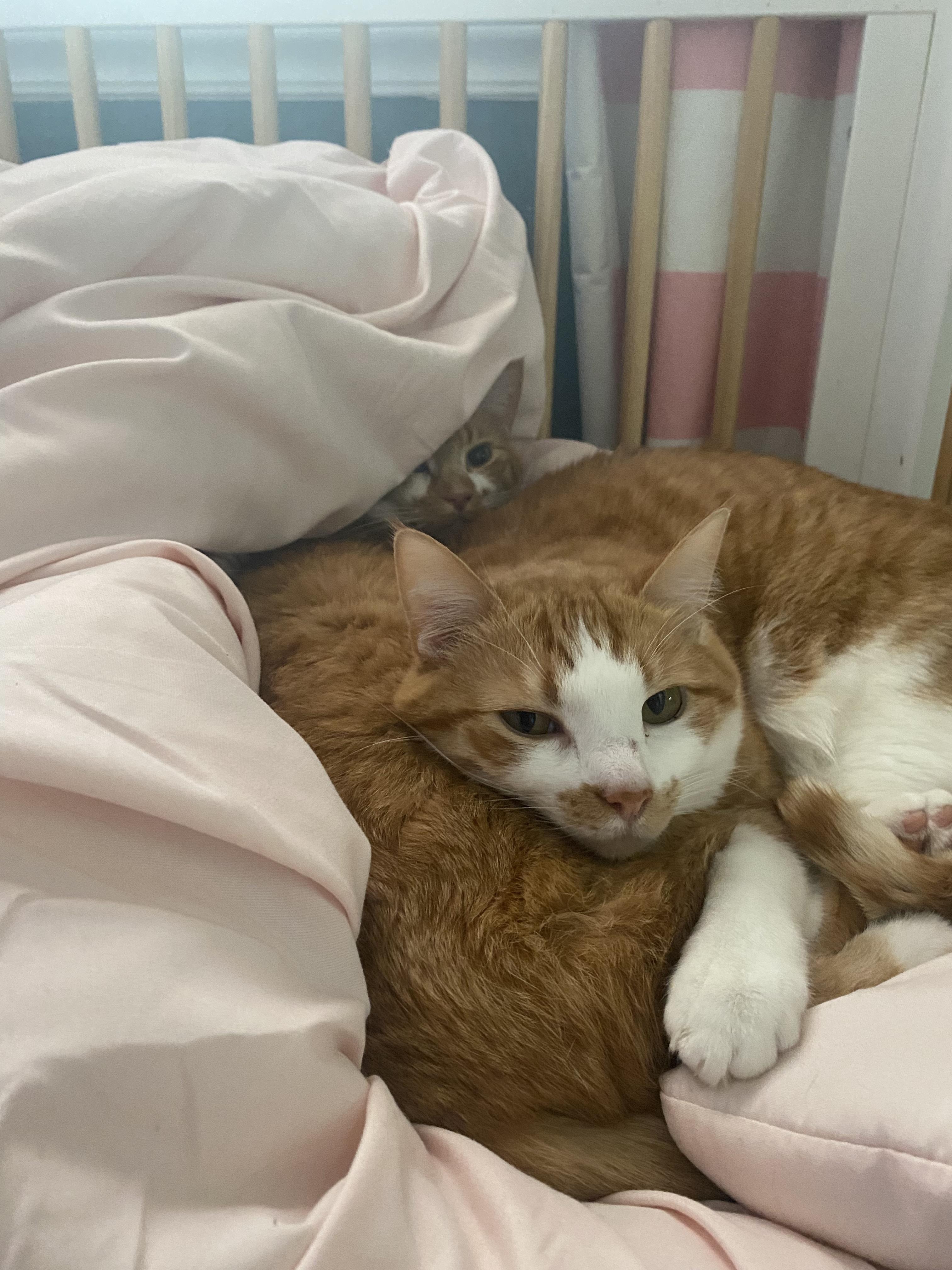 Autumn, a Adoptable Domestic Short Hair in Midvale, UT image 2/2